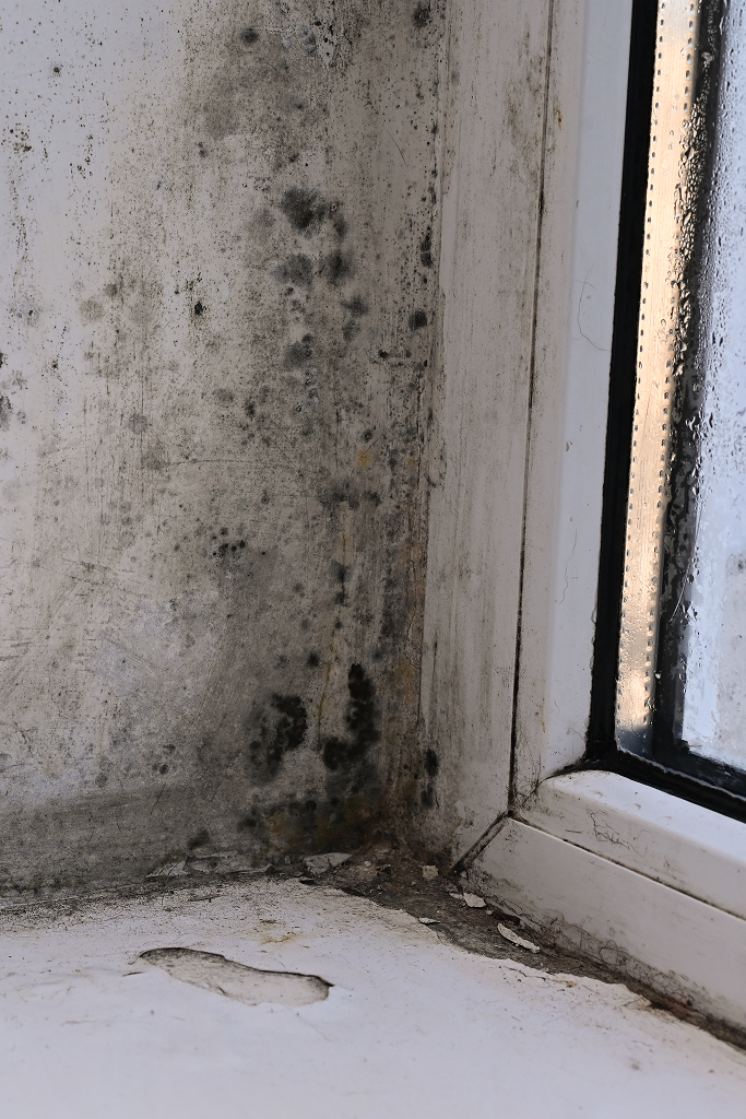 mold growth on ceiling from leak